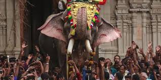 Bombay High Court Orders Transfer of Elephant Mahadevi to Gujarat Rescue Centre